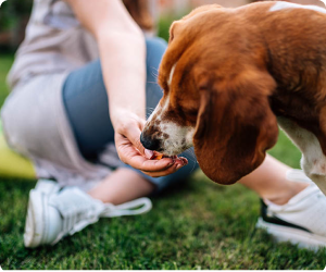 Натурално добавки и продукти за твоето животно